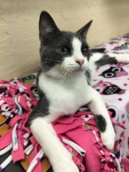 Domestic Short Hair Cats Available for Adoption - Buddy | PetCurious