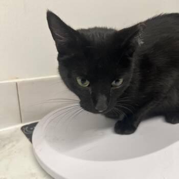 JoJo -  Domestic Short Hair Cat for Adoption in St. Louis, Missouri - JoJo | PetCurious