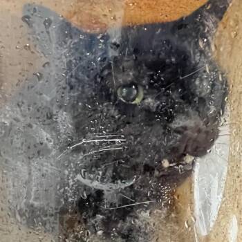 Sadie Mae -  Domestic Short Hair Cat for Adoption in Philadelphia, Pennsylvania - Sadie Mae | PetCurious