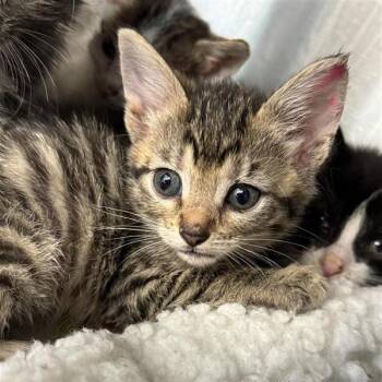 Anais -  Domestic Short Hair Cat Available for Adoption in Bentonville, Arkansas - Anais | PetCurious