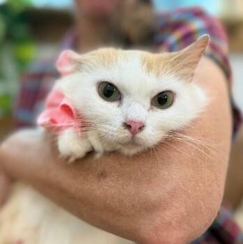 Bellissima -  Tabby and Domestic Medium Hair Cat for Adoption in Friendswood, Texas - Bellissima | PetCurious
