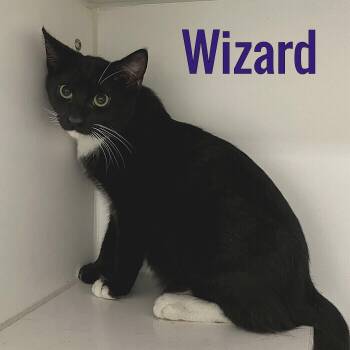 Wizard -  Domestic Short Hair Cat for Adoption in Pleasantville, New Jersey - Wizard | PetCurious