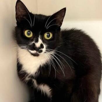 Lorraine -  Domestic Short Hair Cat for Adoption in Phoenixville, Pennsylvania - Lorraine | PetCurious