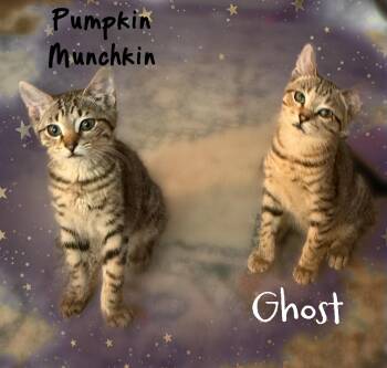 Pumpkin and ghost -  American Shorthair Cat for Adoption in Charlotte, North Carolina - Pumpkin And Ghost | PetCurious