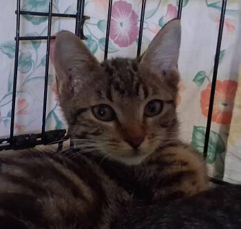 Moose Tracks -  Domestic Short Hair Cat for Adoption in INDN HBR BCH, Florida - Moose Tracks | PetCurious