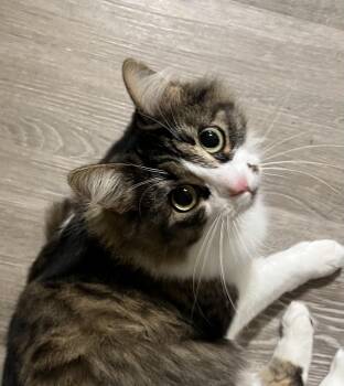 Rescue Domestic Long Hair Cats for Adoption in Kalamazoo, Michigan - Harper | PetCurious