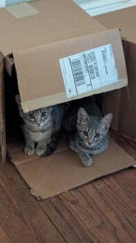 Rescue Domestic Short Hair Cats for Adoption in Jacksonville, Florida - Em & Emmy | PetCurious