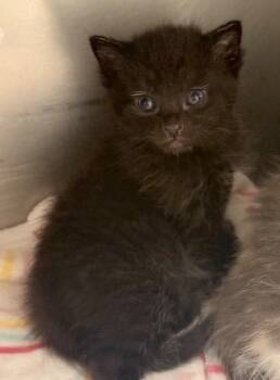 Domestic Short Hair Cats Available for Adoption in Defiance, Ohio - Onyx | PetCurious
