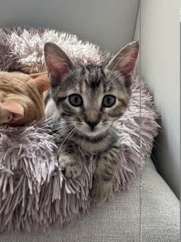 Parody -  Domestic Short Hair Cat for Adoption in Mission Viejo, California - Parody | PetCurious
