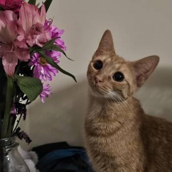 Persimmon -  Tabby Cat for Adoption in Richmond, Virginia - Persimmon | PetCurious