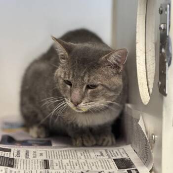 Derek -  Domestic Short Hair Cat for Adoption in Pauls Valley, Oklahoma - Derek | PetCurious