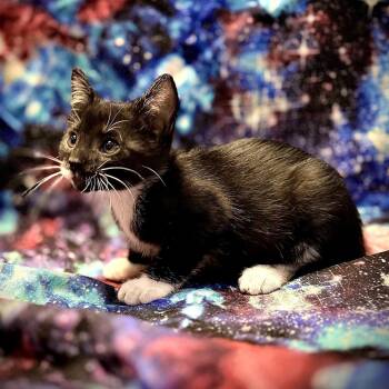 Cosmo -  Domestic Short Hair Cat for Adoption in Centerville, Tennessee - Cosmo | PetCurious