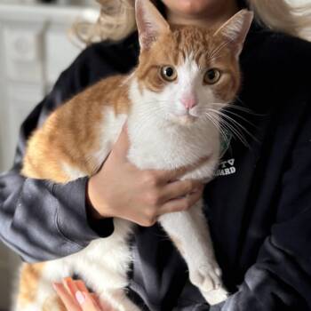 American Shorthair and Turkish Van Cats Available for Adoption - LINUS | PetCurious