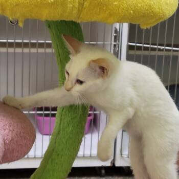 Foxy -  Siamese and Domestic Short Hair Cat for Adoption in Memphis, Tennessee - Foxy | PetCurious