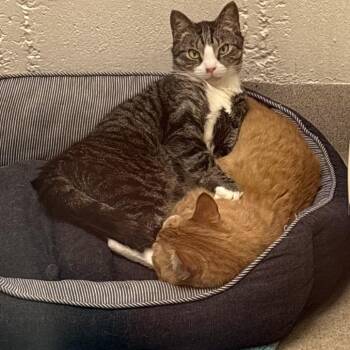 Domestic Short Hair Cats Available for Adoption in South Burlington, Vermont - Lucky | PetCurious