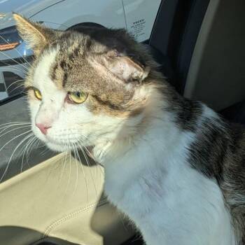 Colton -  Domestic Medium Hair Cat for Adoption in Pikesville, Maryland - Colton | PetCurious