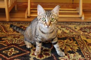 Rescue American Shorthair Cats for Adoption in Urbana, Ohio - Sophie | PetCurious
