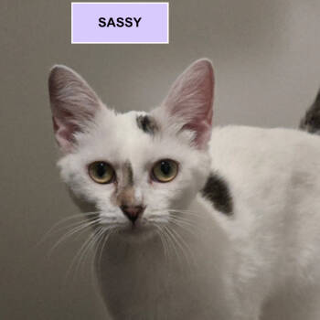 Rescue Domestic Short Hair Cats for Adoption in Merrifield, Virginia - Sassy Tarkitty | PetCurious