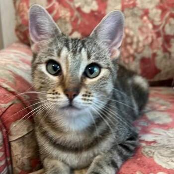 Breezy -  American Shorthair Cat for Adoption in Freeport, Florida - Breezy | PetCurious