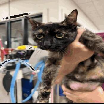 Nova -  Domestic Short Hair Cat for Adoption in Buellton, California - Nova | PetCurious
