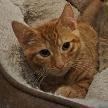 Harold -  Domestic Short Hair Cat for Adoption in Germantown, Maryland - Harold | PetCurious