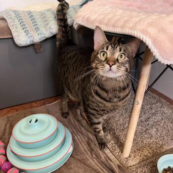Vinnie -  Domestic Short Hair Cat for Adoption in Glenwood Springs, Colorado - Vinnie | PetCurious