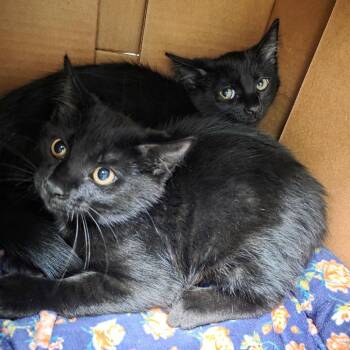 Blueberry -  Domestic Short Hair Cat for Adoption in Oshkosh, Wisconsin - Blueberry | PetCurious