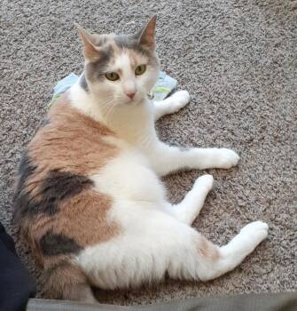 Sweetie R. - Beautiful Senior Calico -  Domestic Short Hair Cat for Adoption in Stowe, Pennsylvania - Sweetie R. - Beautiful Senior Calico | PetCurious