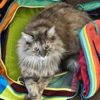 PUMPKIN -  Dilute Tortoiseshell and Maine Coon Cat for Adoption in Henderson, Nevada - PUMPKIN | PetCurious