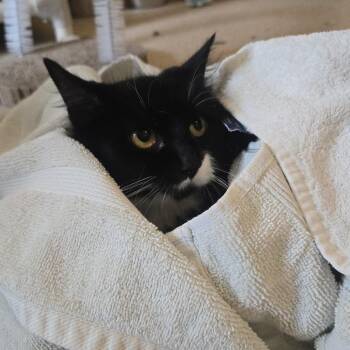 Lucy -  Domestic Long Hair Cat for Adoption in Salisbury, Massachusetts - Lucy | PetCurious