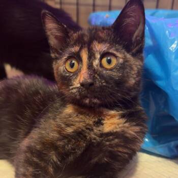 Plissken -  Domestic Short Hair Cat for Adoption in Gainesville, Florida - Plissken | PetCurious