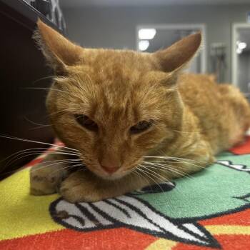 Cheez It -  Domestic Short Hair Cat for Adoption in St. Louis, Missouri - Cheez It | PetCurious
