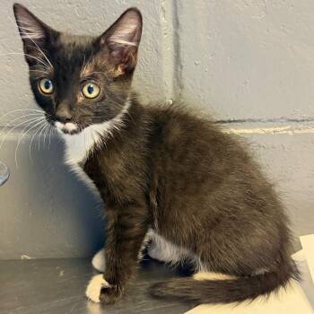 TUSC-Stray-85385 -  Domestic Short Hair Cat for Adoption in Tuscaloosa, Alabama - TUSC-Stray-85385 | PetCurious