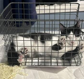 Storm -  Domestic Medium Hair Cat for Adoption in Fort Collins, Colorado - Storm | PetCurious
