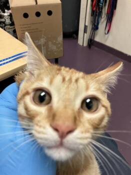 CHARLIE -  Domestic Short Hair Cat for Adoption in Long Beach, California - CHARLIE | PetCurious