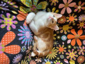 Rescue Domestic Short Hair Cats for Adoption in Louisville, Kentucky - Chandler | PetCurious