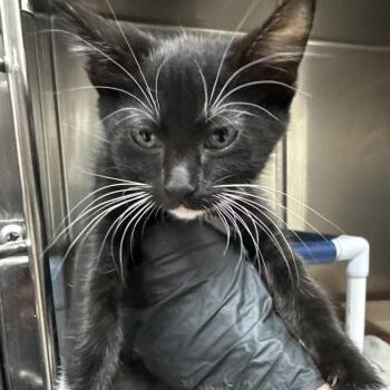 Princess -  Domestic Short Hair Cat for Adoption in Lakeland, Florida - Princess | PetCurious