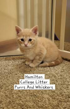 Domestic Short Hair Cats Available for Adoption in New Hartford, New York - Hamilton | PetCurious