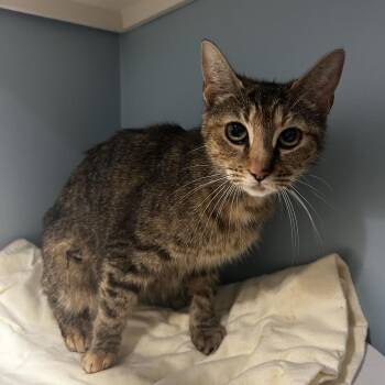 Nutmeg -  Domestic Short Hair Cat for Adoption in Chattanooga, Tennessee - Nutmeg | PetCurious