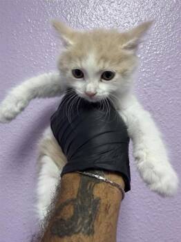 61602516 -  Domestic Medium Hair Cat for Adoption in El Paso, Texas - 61602516 | PetCurious