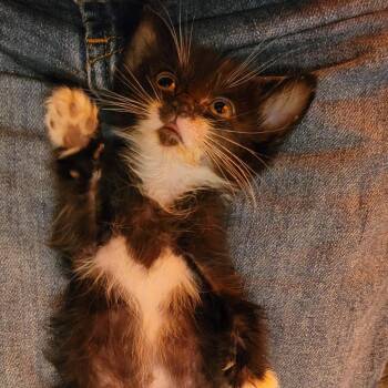 Plop -  Domestic Short Hair Cat for Adoption in Kanab, Utah - Plop | PetCurious