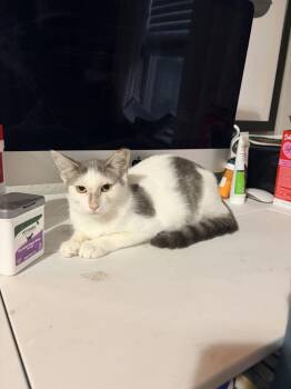 Gamma -  Domestic Short Hair Cat for Adoption in Virginia Beach, Virginia - Gamma | PetCurious