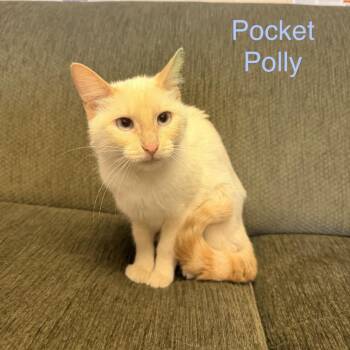 Pocket Polly -  Domestic Short Hair Cat for Adoption in Buffalo, Minnesota - Pocket Polly | PetCurious