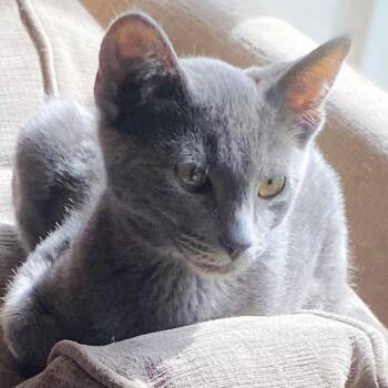 Domestic Short Hair Cats Available for Adoption - Yukon | PetCurious