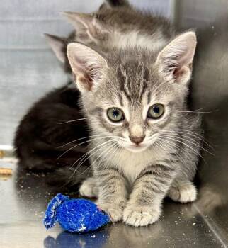 Isla -  Domestic Short Hair Cat for Adoption in Danielsville, Georgia - Isla | PetCurious