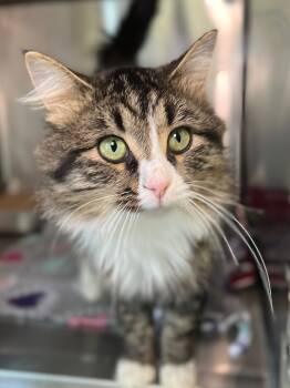 Rescue Domestic Medium Hair Cats for Adoption in Menomonie, Wisconsin - Celo | PetCurious