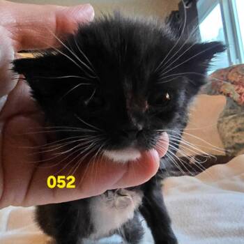 Ireland -  Domestic Short Hair Cat for Adoption in Spokane, Washington - Ireland | PetCurious