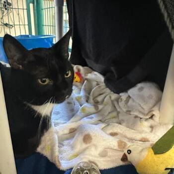 Domestic Short Hair Cats Available for Adoption - Tuxedo | PetCurious