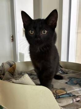 Binx -  Domestic Short Hair Cat for Adoption in New Orleans, Louisiana - Binx | PetCurious