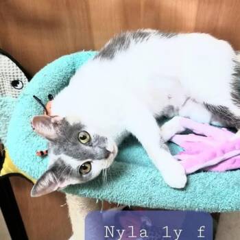 Nyla -  Domestic Short Hair Cat for Adoption in Palm Harbor, Florida - Nyla | PetCurious